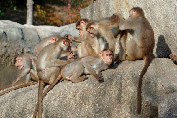 国際マカクウィーク特別イベント