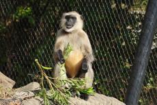 動物お誕生日会【4/4 ハヌマンラングール】