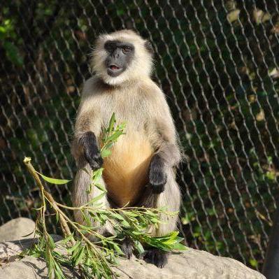 動物お誕生日会【4/4 ハヌマンラングール】