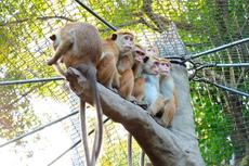 【国際マカクウィーク】マカクイズラリー【5/1~7】