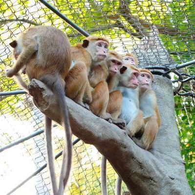 【国際マカクウィーク】マカクイズラリー【5/1~7】