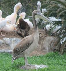 モモイロペリカン、ハイイロペリカンのヒナの名前投票【4/22～5/6】