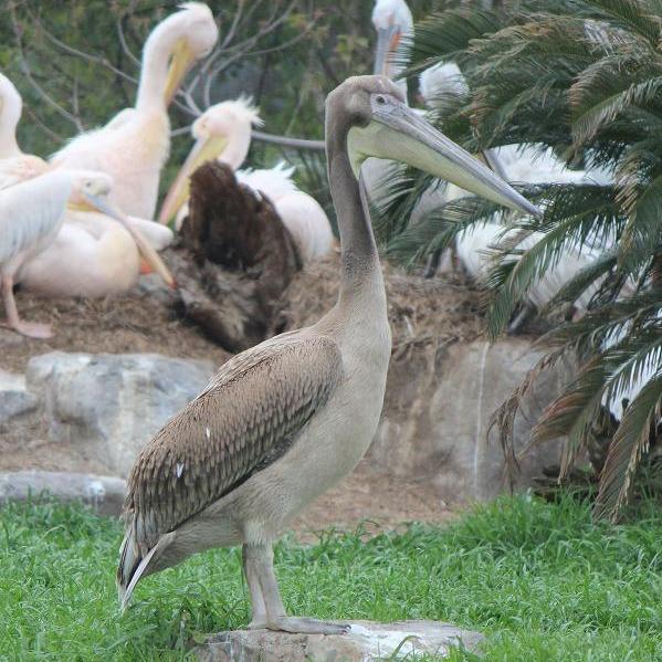 モモイロペリカン、ハイイロペリカンのヒナの名前投票【4/22～5/6】