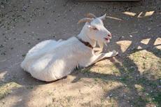 ヤギのえさやり体験【4/25~26】