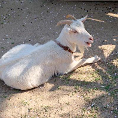 ヤギのえさやり体験【4/25~26】