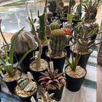 YAMAGUCHI PLANTS MARKET2026