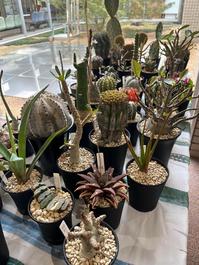 YAMAGUCHI PLANTS MARKET2026