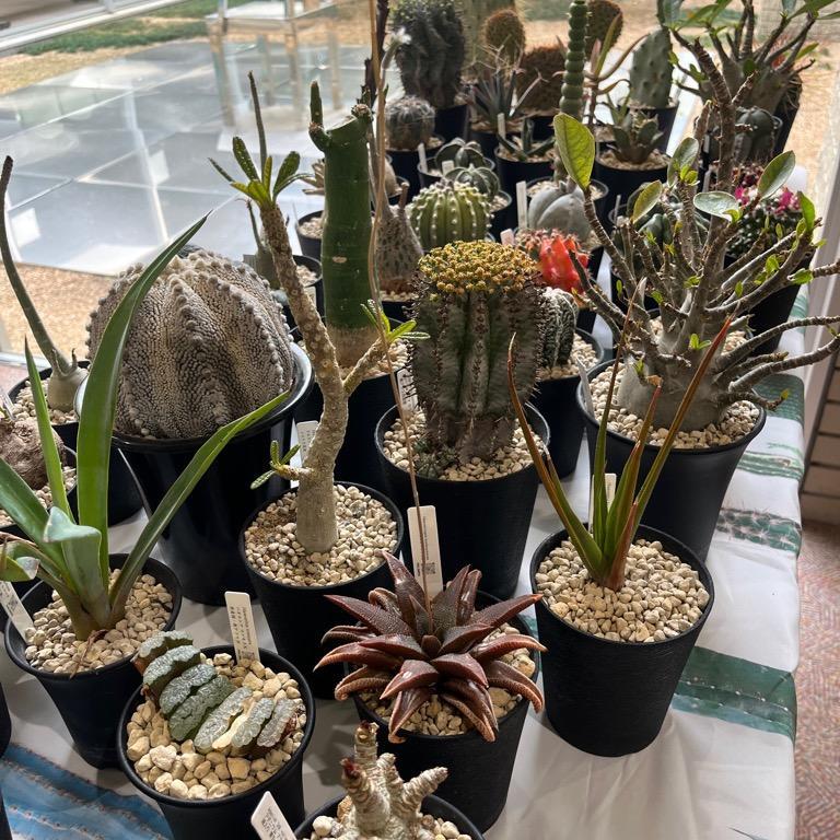 YAMAGUCHI PLANTS MARKET2026