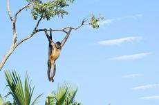 坂本園長のときわ動物園ガイドツアー【4/26】