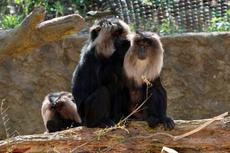 【国際マカクウィーク】合わせてマカク【5/1~7】