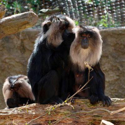 【国際マカクウィーク】合わせてマカク【5/1~7】