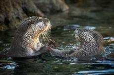 第8回ときわ動物園写真コンテスト作品募集（プリント部門・Instagram部門）