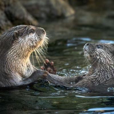 第8回ときわ動物園写真コンテスト作品募集（プリント部門・Instagram部門）