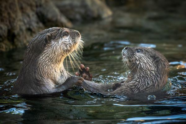 第8回ときわ動物園写真コンテスト作品募集（プリント部門・Instagram部門）