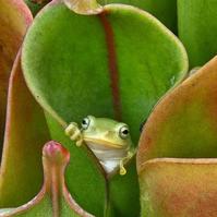 世界を旅する食虫植物展