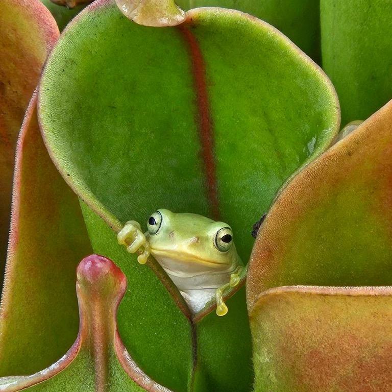 世界を旅する食虫植物展