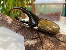 世界のカブクワ展