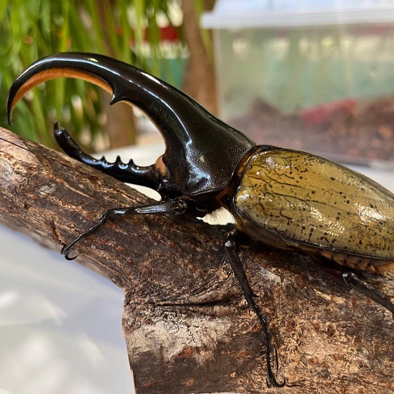 世界のカブクワ展