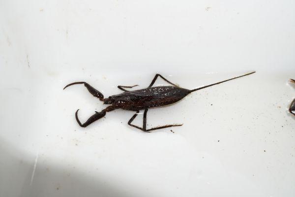 水モートの水を全部抜く！水生生物観察会【10/4】
