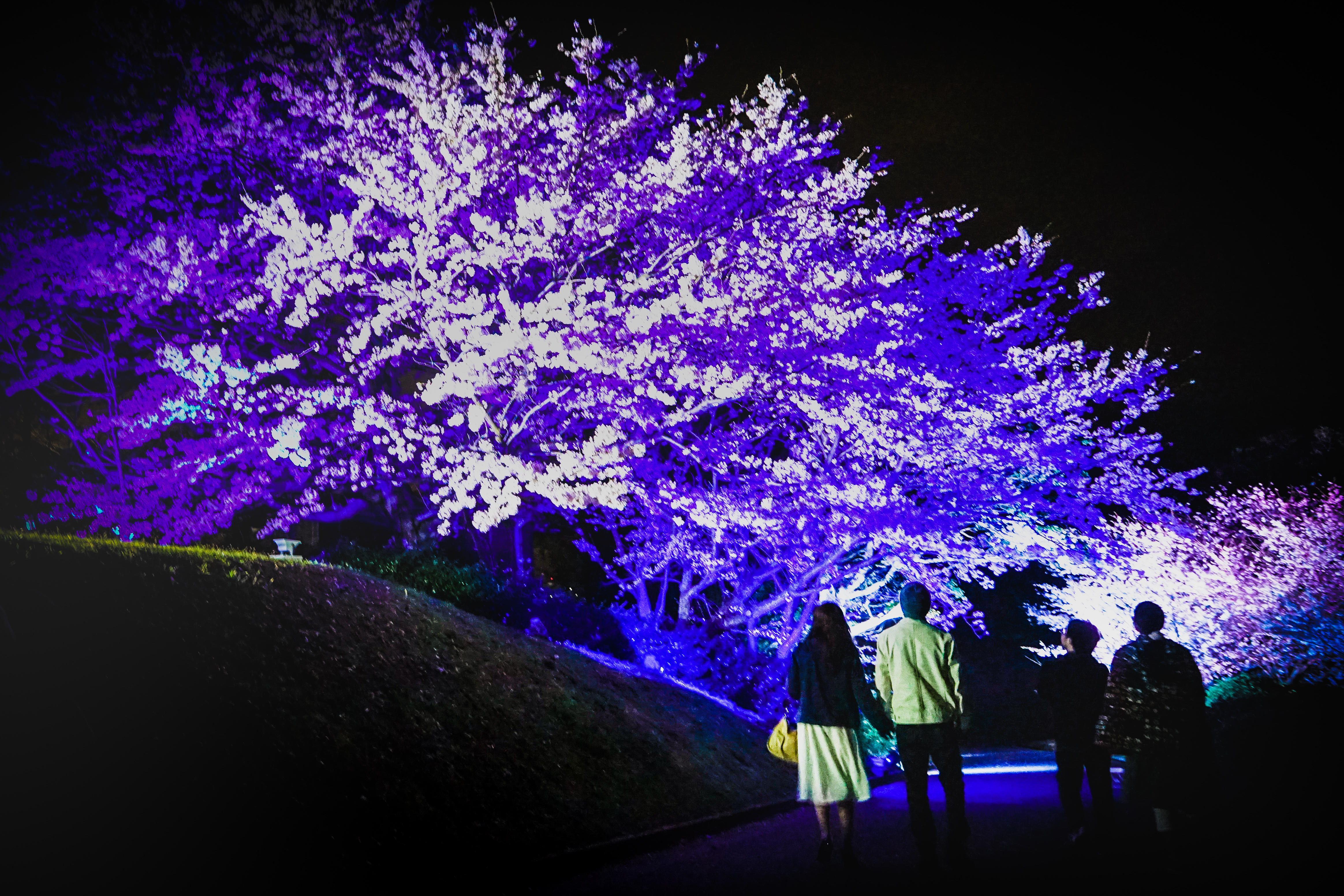 夜桜のライトアップ イベント ときわ公園 山口県宇部市