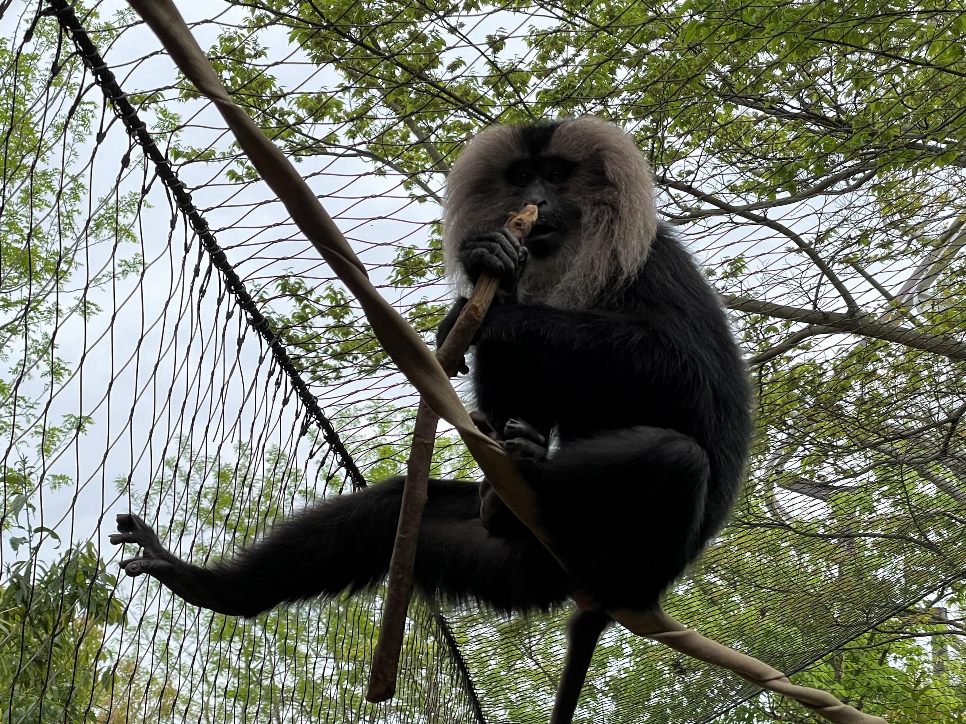 国際マカクウィーク特別イベント イベント ときわ公園 山口県宇部市