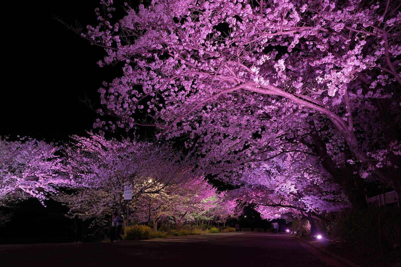 夜桜のライトアップ イベント ときわ公園 山口県宇部市