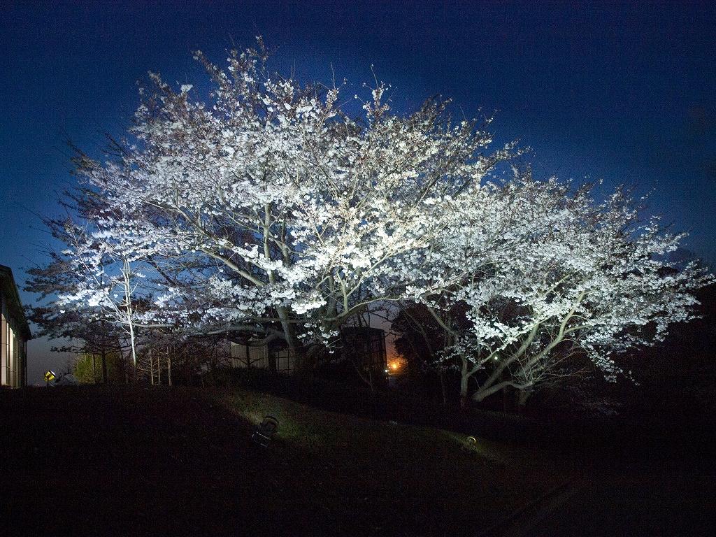 夜桜のライトアップ イベント ときわ公園 山口県宇部市