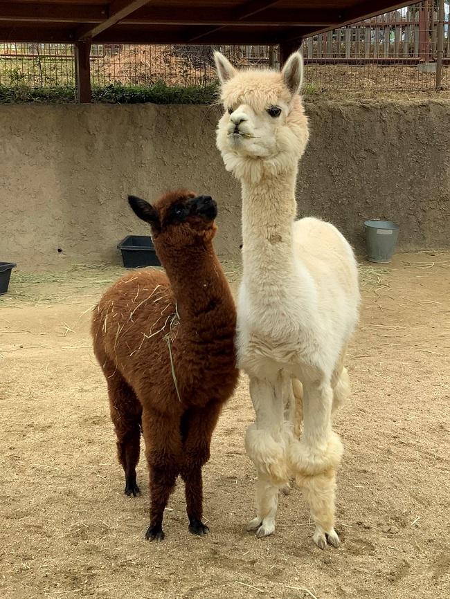 アルパカの赤ちゃんの名前発表 - お知らせ - ときわ公園|山口県宇部市