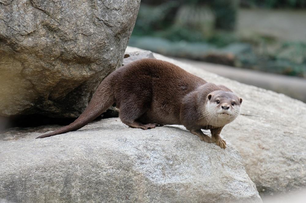 コツメカワウソ コツメカワウソの搬出について - お知らせ - ときわ公園|山口県