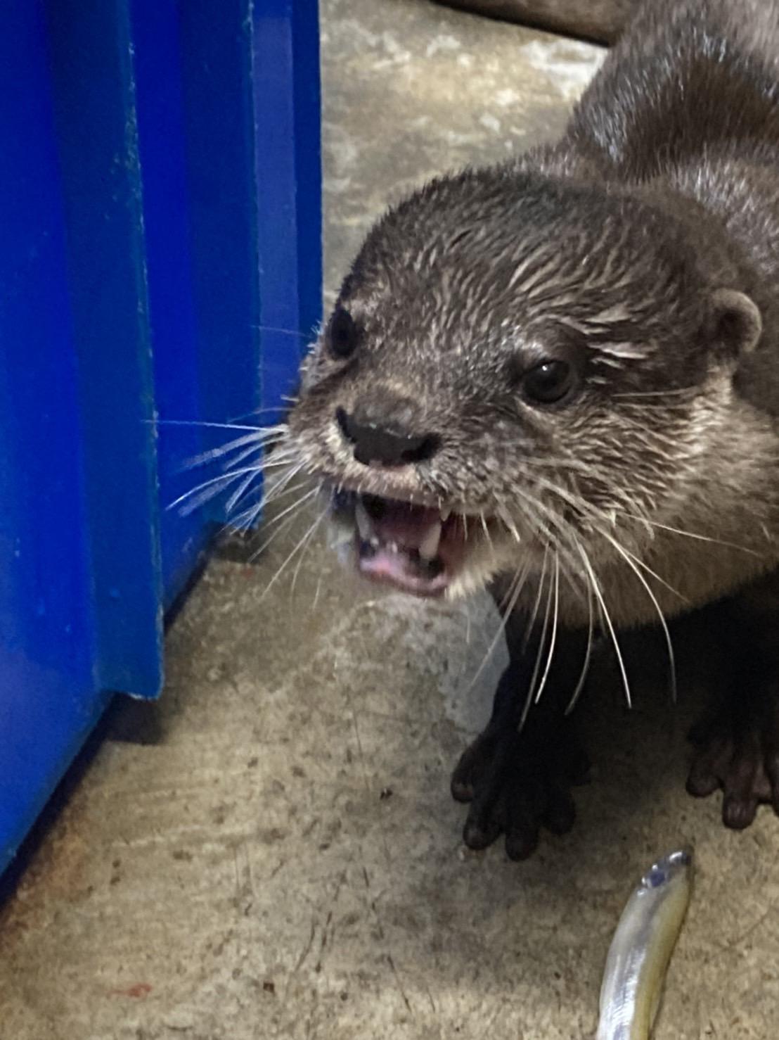 コツメカワウソ コツメカワウソの搬入について - お知らせ - ときわ公園|山口県