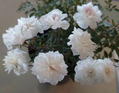 宇部百花画像.jpg
