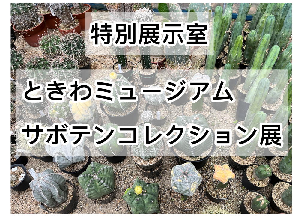 サボテンコレクション展.png