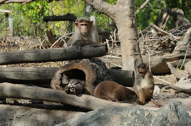 コツメカワウソの搬出について お知らせ ときわ公園 山口県宇部市