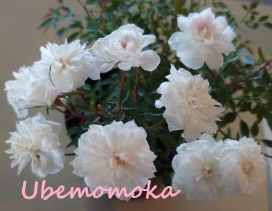宇部百花1.jpg