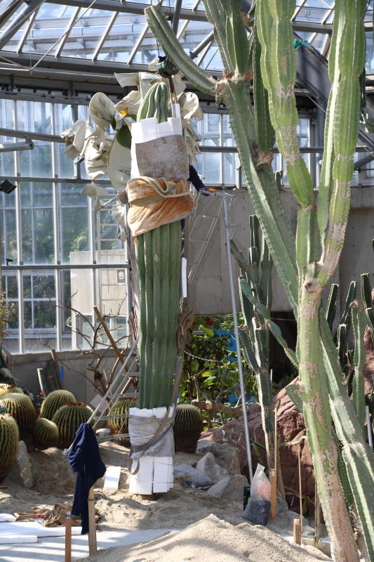 パキケレウス 武輪柱綴化 柱サボテン］パキケレウス プリングレイ