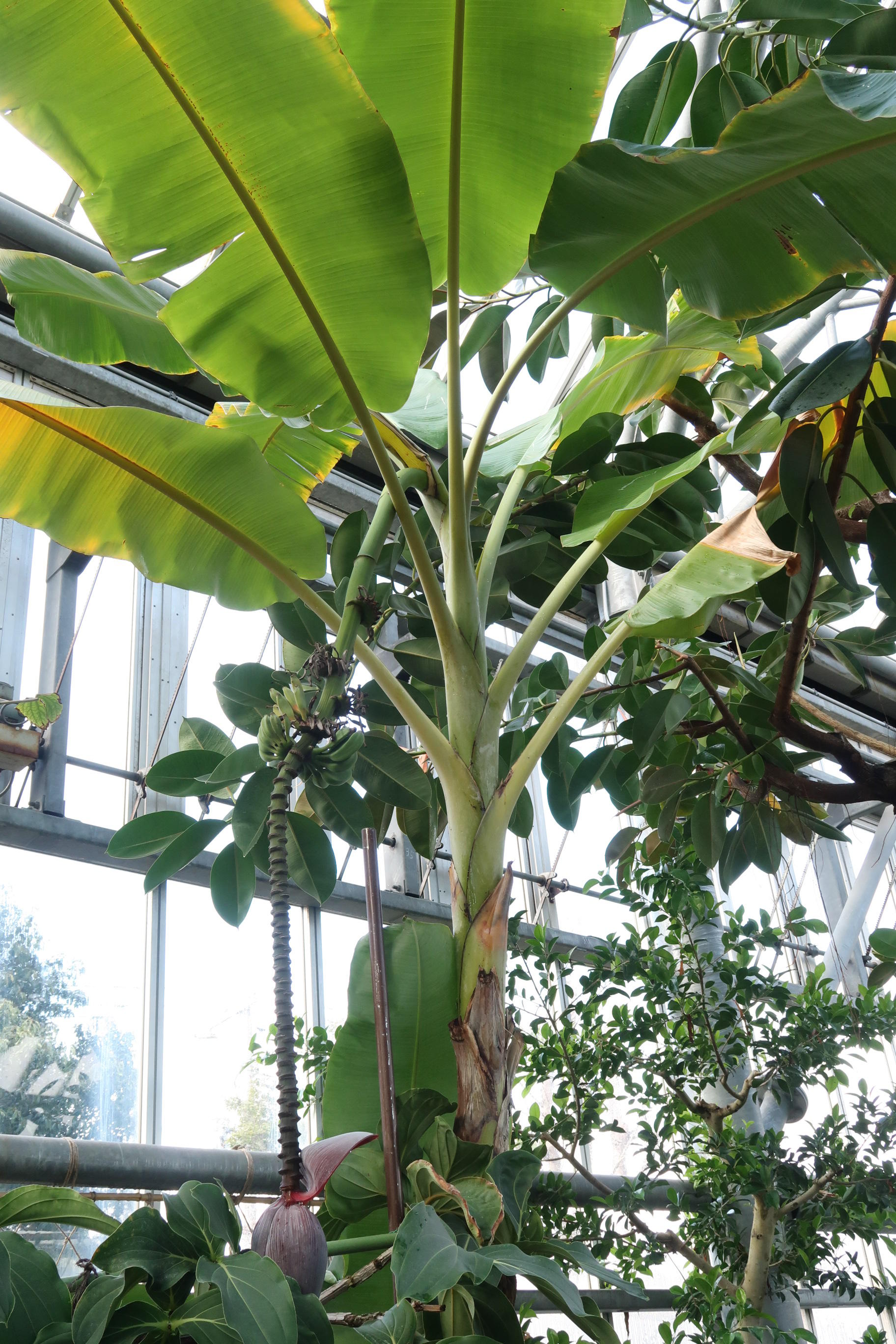 バナナからペーパーができる！？ - ミュージアムブログ - ときわ