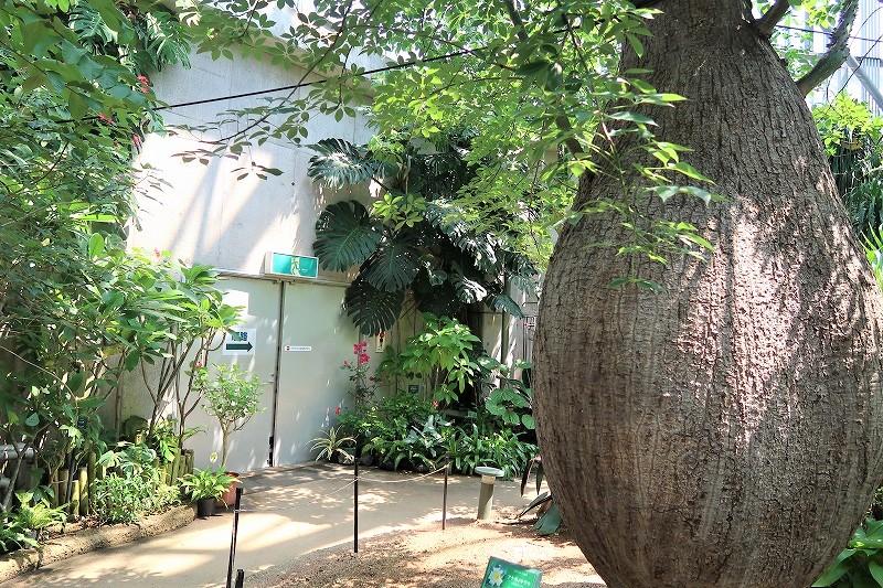 モンステラの花と実 Flower And Fruits Of Ceriman ときわミュージアムブログ ときわミュージアム ときわ公園 山口県宇部市