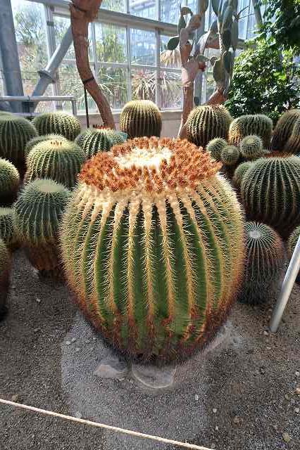 玉サボテンの王様 - ミュージアムブログ - ときわミュージアム