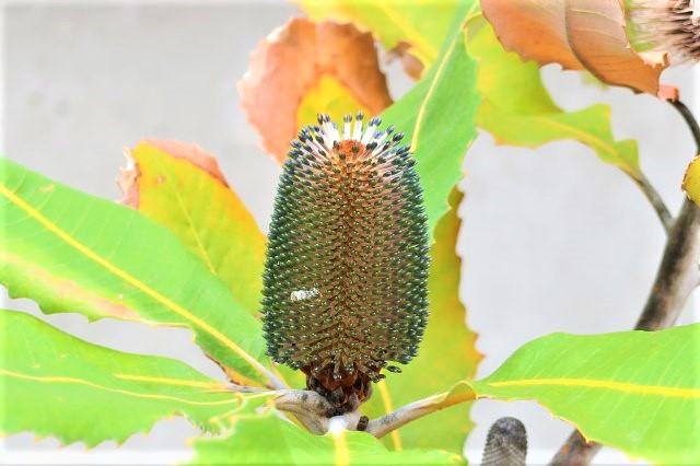 4e1ad1f8bf57f66a47359396df7667