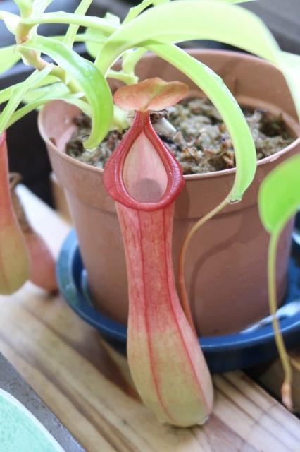 スカルチュラ 歩行食虫植物 ウツボカエル ゼリービーンズ 赤