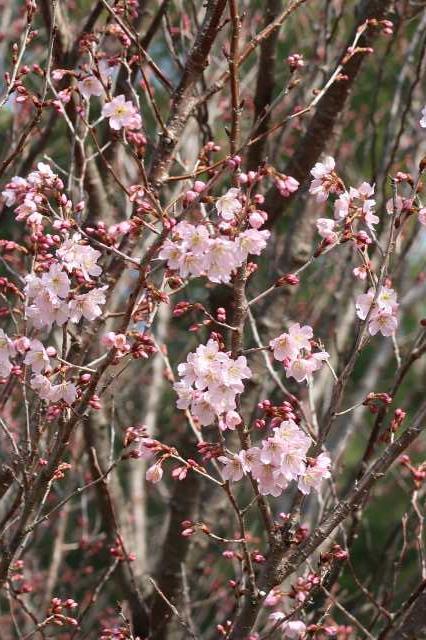 啓翁桜とアーモンドの花 - ミュージアムブログ - ときわミュージアム