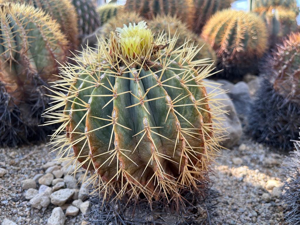 可愛らしいサボテンの花がたくさん咲いています♪ - ミュージアム