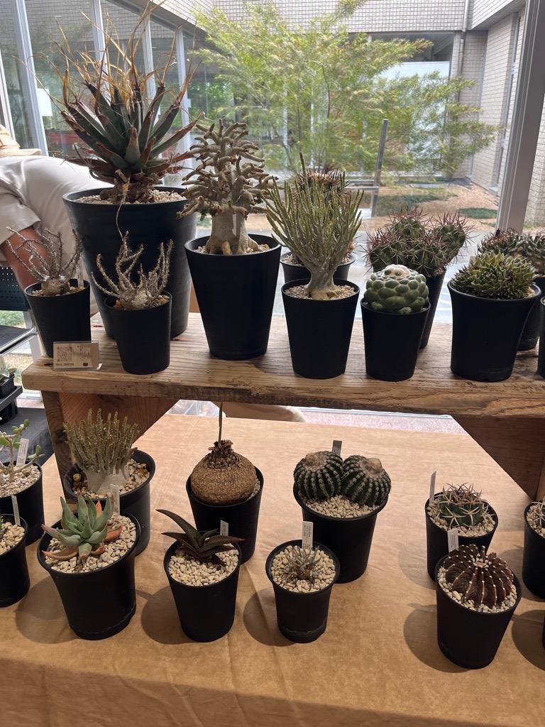 photo_20250425-163556_2-thumb-