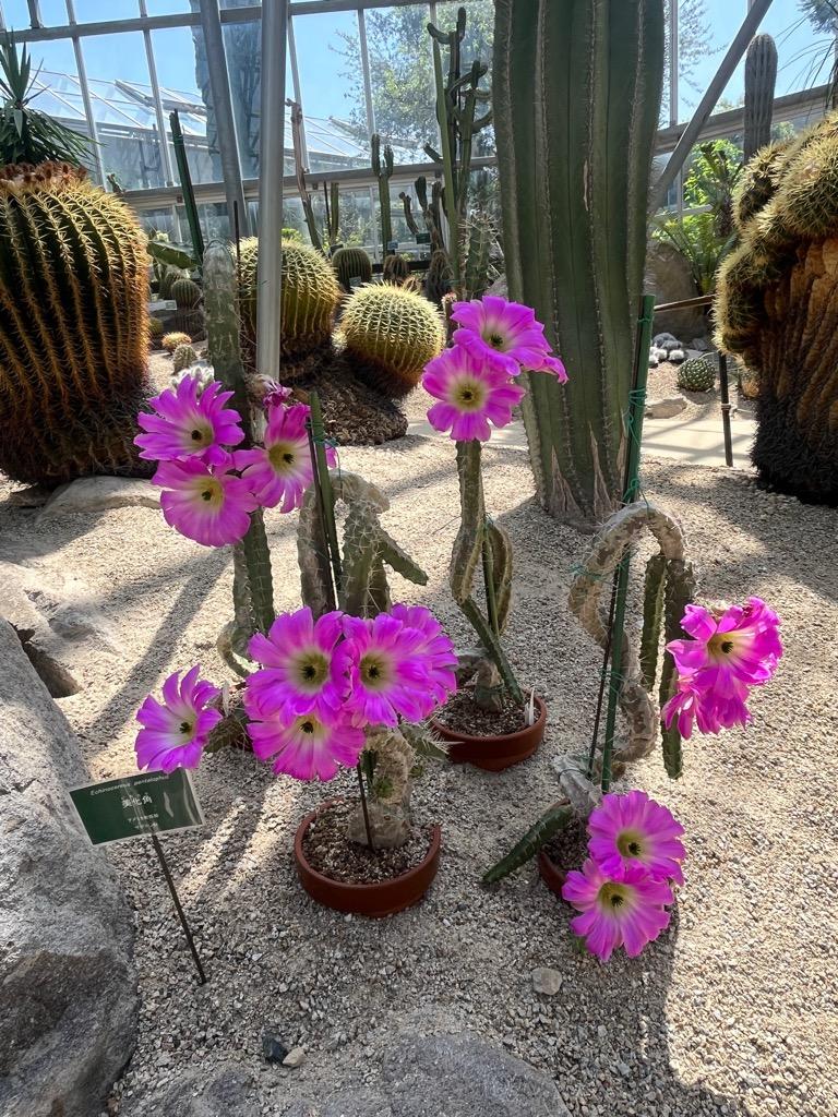 サボテンゾーンに可愛らしい大きなサボテンの花が！ - ミュージアム