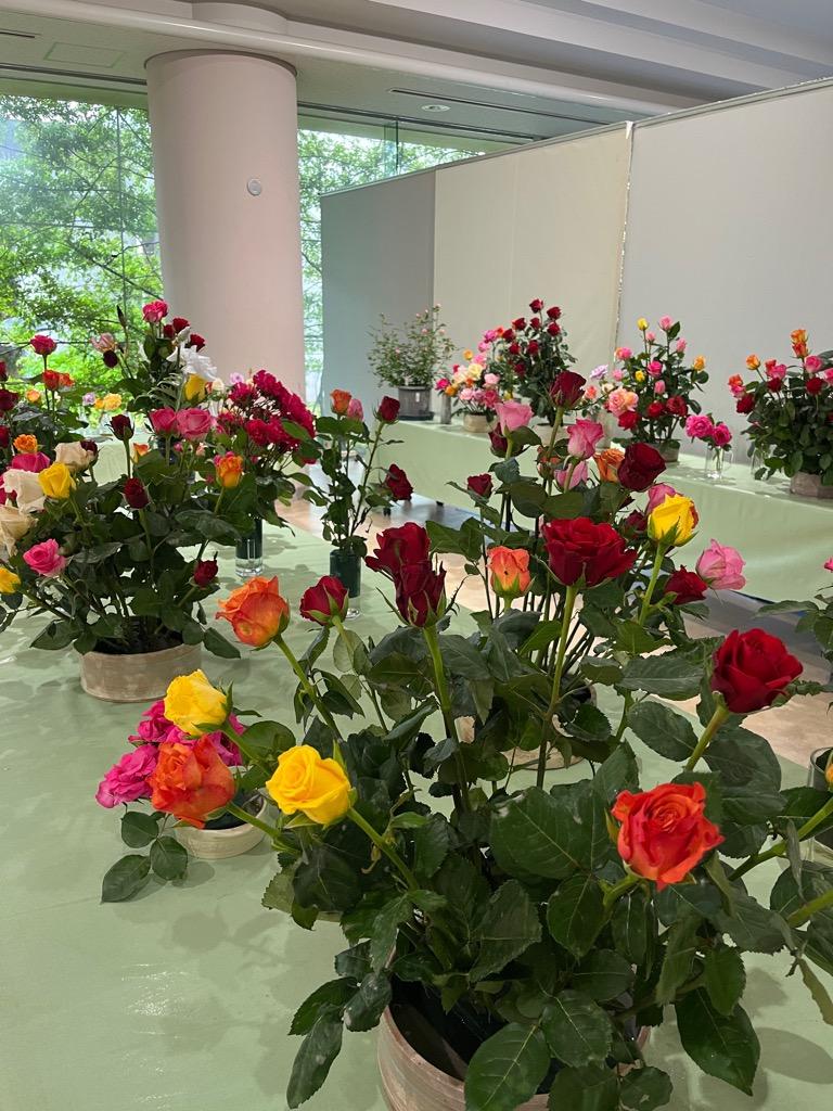 明日からバラ展！！ - ミュージアムブログ - ときわミュージアム