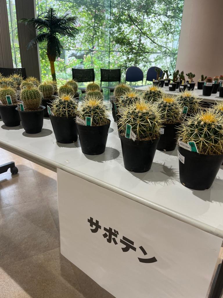 photo_20250523-173132-thumb-