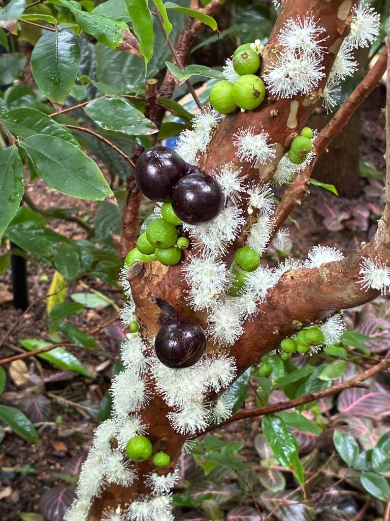 ジャボチカバの花が大量発生中 - ミュージアムブログ - ときわ