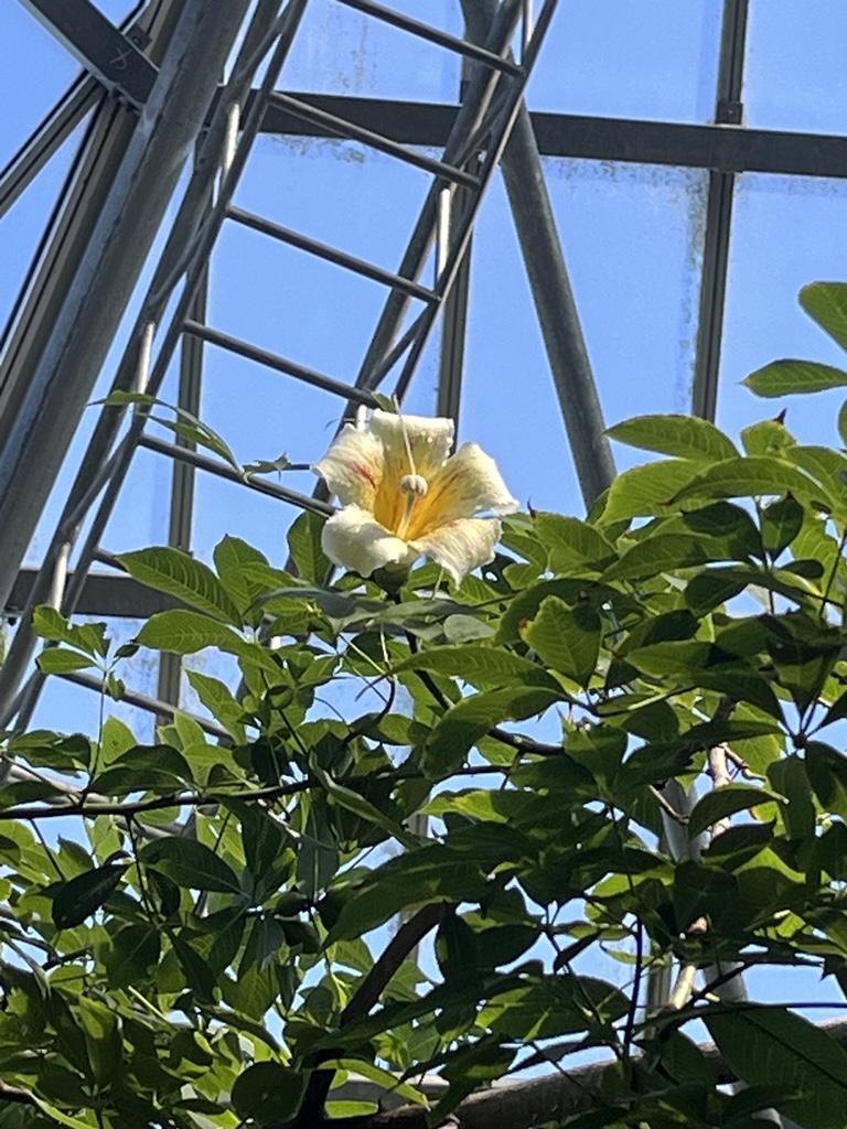 熱帯アメリカゾーンのアケボノキワタにたくさん花がさいています