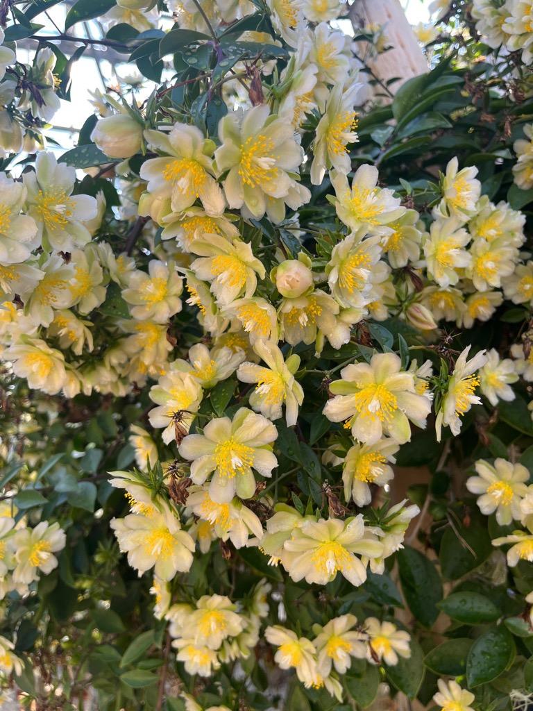 杢キリン（モクキリン）の花がたくさん開花中！ - ミュージアムブログ