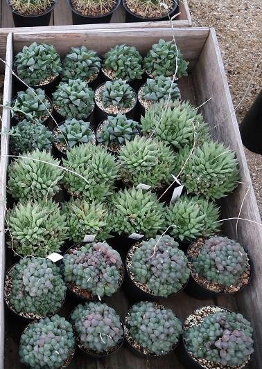 s_植物販売 (1)2.jpg